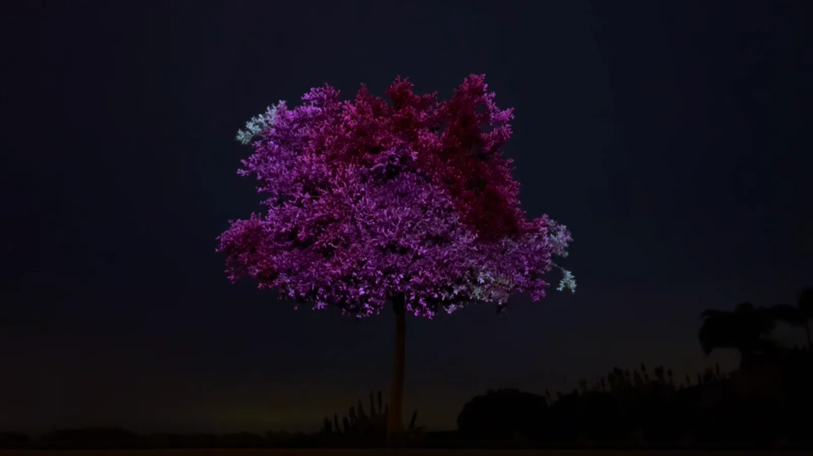Lone tree glowing magenta and purple under projection after dusk